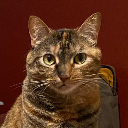 D.Va the torbie